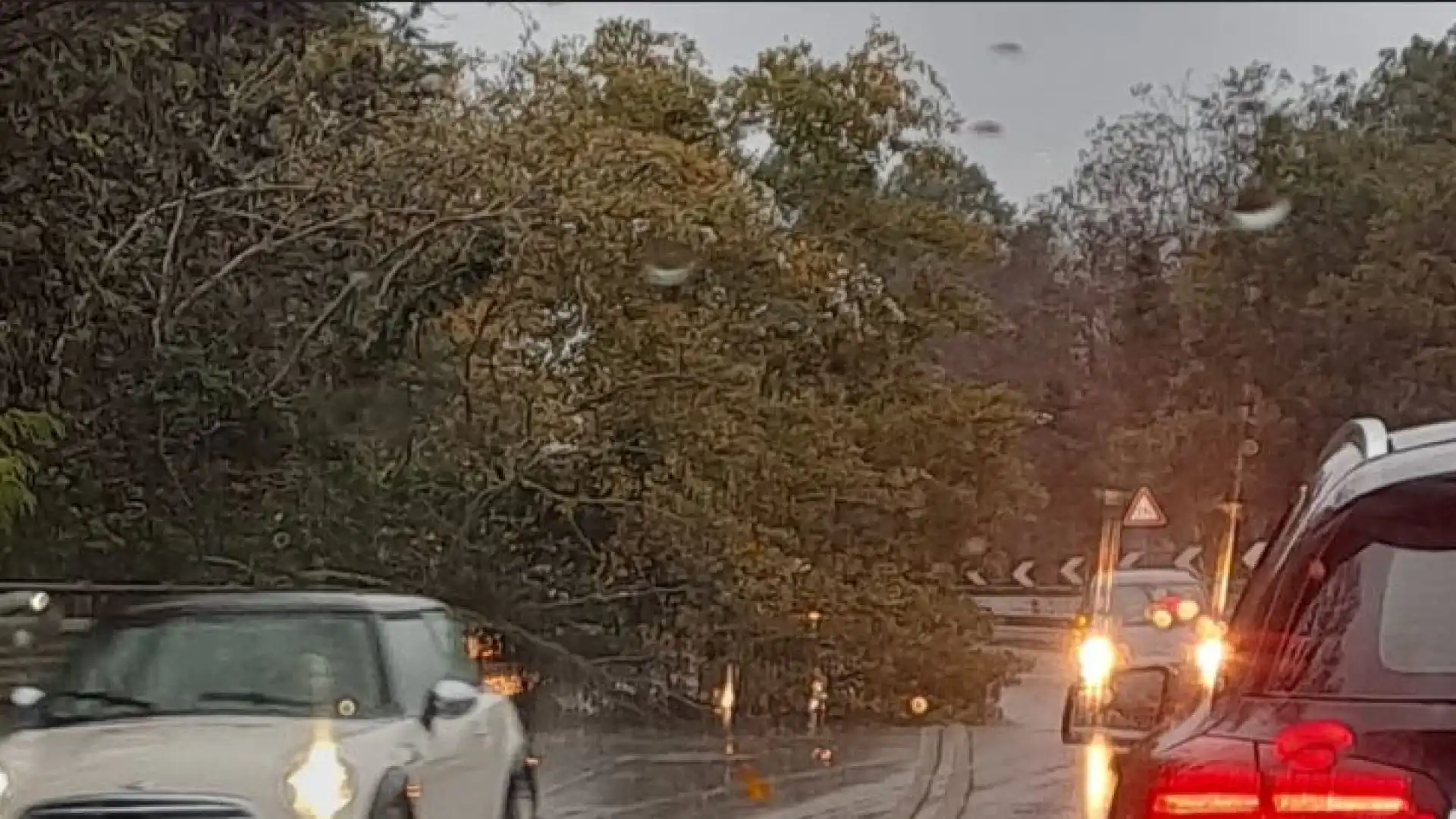 Statale 17, albero abbattuto dal vento tra Isernia e Venafro. Rallentamenti al traffico.